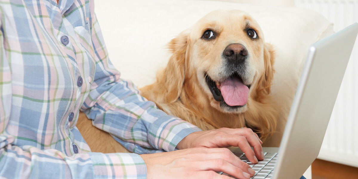 Pet insurance can help reduce cost